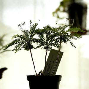 ビオフィツム　デンドロイデス,グリーンのある暮らし,植物のある暮らしの画像