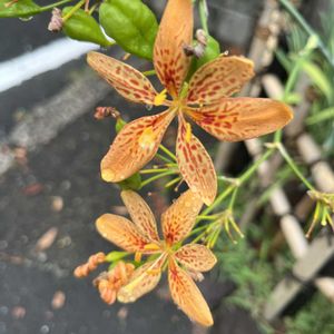 クチナシ,サルスベリ,ヒオウギの画像
