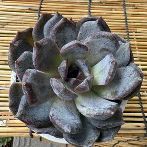 紅蝶,多肉植物,多肉植物とサボテン,タニラー,多肉植物大好きの画像
