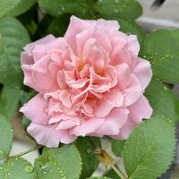 ダフネ,ダフネ,ガーデニング,ばら バラ 薔薇,庭のある暮らしの画像
