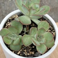 エケベリア,多肉植物,多肉初心者,多肉棚,軒下の画像
