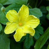 ゴーヤの花,グリーンカーテン,お花のある暮らし,小さな庭,家庭菜園の画像
