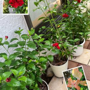 ハイビスカス 八重咲き,ハイビスカスフラミンゴ,花のある暮らし,私の庭,いっぱい咲いたの画像