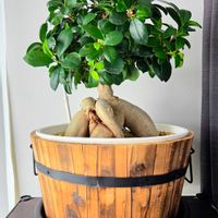 ガジュマル,観葉植物の画像