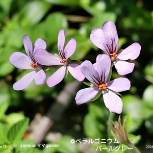 ペラルゴニウム　パールグレー,地植え,꒰ღ˘◡˘ற꒱かわゅ~,植物のある暮らし,熱中症注意の画像