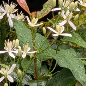 花木,植木鉢,吊り鉢,花いろいろ,バラと夢CLUBの画像
