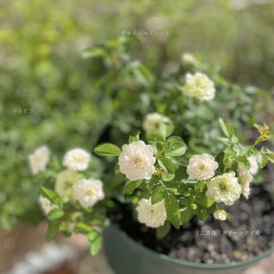 グリーンアイス,花のある暮らし,緑のある暮らし,小さな幸せ♡,祈りを込めての画像