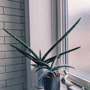 サンスベリア,サンセベリア,緑のある暮らし,みどりのある暮らし,小さな庭の画像