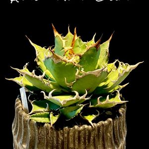 Agave titanota "Caesar",カクタス広瀬,車庫の画像