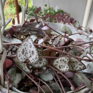 グリーンネックレス,ハートカズラ,癒し,多肉植物のある暮らし,GSのみなさんに感謝♡の画像