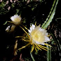 ドラゴンフルーツ,タイ,南国フルーツ,南国の植物,トロピカルフルーツの画像
