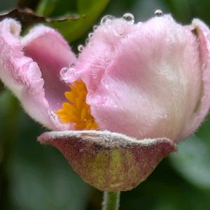 秋明菊,秋明菊,秋明菊,秋明菊…蕾,モフ モフ〜の画像