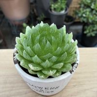 ハオルチア,多肉植物,多肉初心者,多肉棚,軒下の画像