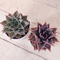 エケベリア,マディバ,多肉植物,植物家族の画像