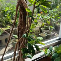ゴムの木,フィカス,観葉植物,クワ科,熱帯植物の画像