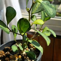 ゴムの木,フィカス,観葉植物,クワ科,熱帯植物の画像