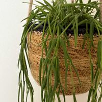 観葉植物,ホヤ,植物,お迎えの画像