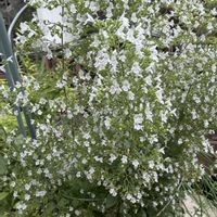 カラミンサ,鉢植え,白い花,爽やか,花のある暮らしの画像
