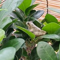 ガジュマル,観葉植物,カエル,アマガエル,カエル倶楽部♡の画像