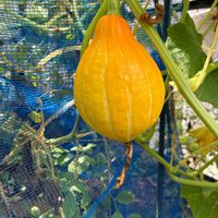 ヒメイワダレソウ,コリンキー,夏野菜,パンビオ,日陰庭の画像