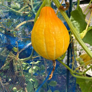 ヒメイワダレソウ,コリンキー,夏野菜,パンビオ,日陰庭の画像