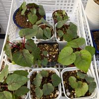 フィカス　ぺティオラリス,観葉植物,塊根植物,種からの画像