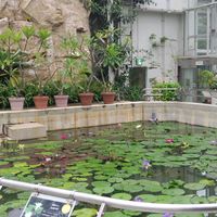 旅人の木,お出かけ先の画像