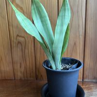 サンセベリア ムーンシャイン,サンセベリア,ムーンシャイン,観葉植物,キッチンの画像