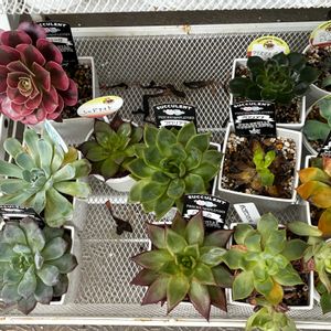 メデューサ,十字星,センペルビウム,フロリアナ,多肉植物の画像