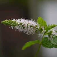 ミント,カラミンサ,メドウセージ,鉢植え,可愛い〜♡の画像