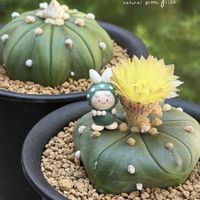 サボテン,瑠璃兜,アストロフィツム ルリ兜,ルリ兜,サボテンの花の画像