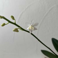 咲いた！,洋ラン,今日の一枚,花のある暮らし,植物のある暮らしの画像