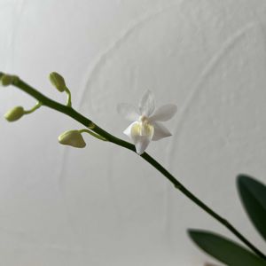 咲いた！,洋ラン,今日の一枚,花のある暮らし,植物のある暮らしの画像