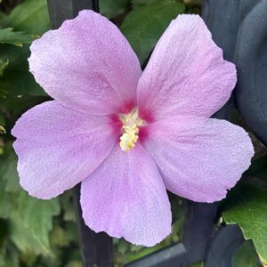 ムクゲ,ムクゲ,公園,花壇,ガーデニングの画像