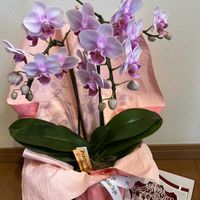 胡蝶蘭,お誕生日プレゼント,Green&PETを愛する会,マダム倶楽部,花の15年組の画像