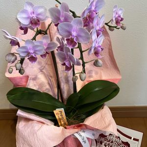 胡蝶蘭,お誕生日プレゼント,Green&PETを愛する会,マダム倶楽部,花の15年組の画像