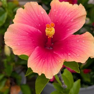 鉢植え,花のある生活,自宅の花,可愛い花,自宅の庭の画像