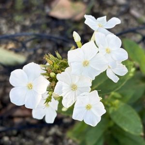宿根フロックス,フロックス (ダビット),宿根フロックス　ダビット,我が家の花壇の画像