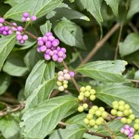 ウメモドキ,コムラサキ,キツネノマゴ,落葉低木,一年草の画像
