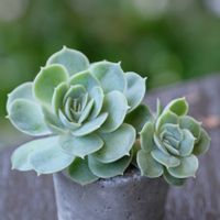 多肉植物,ベランダガーデニング,多肉植物のある暮らし,お気に入りの鉢,葉挿しっ子の画像