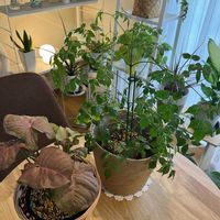 シンゴニウム,ステレオスペルマム,シンゴニウムネオン,観葉植物,植え替えの画像