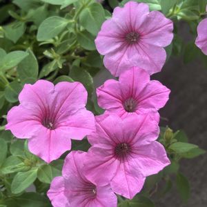 ペチュニア,ペチュニア,レンガ,ピンクの花の画像
