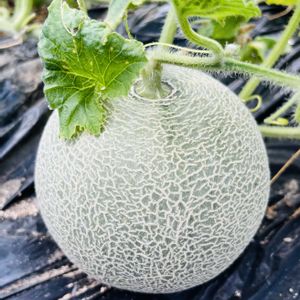 メロン,癒し,笑顔になれる♪,家庭菜園,畑の画像