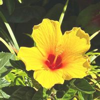 ハイビスカス,ヘリアンサスの画像