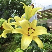 カサブランカ,球根,黄色い花,紫の花,夏の花の画像