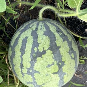 スイカ,癒し,笑顔になれる♪,家庭菜園,畑の画像