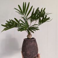 ザミア フロリダーナ,塊根植物,東京,加工なし,癒し…♡の画像