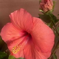 パイナップル,ハイビスカス,ちゃんと育ってね！！,花のある暮らし,暑さに負けるなの画像