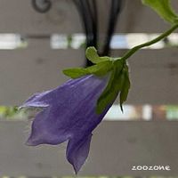 カンパニュラ,開花,植物のある暮らし,植物の生命力,玄関アプローチの画像