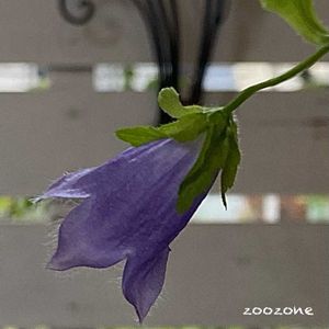 カンパニュラ,開花,植物のある暮らし,植物の生命力,玄関アプローチの画像